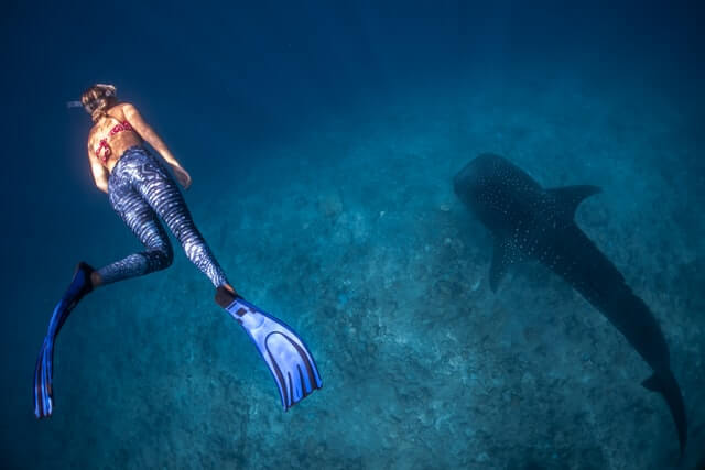 plongée femme requin baleine